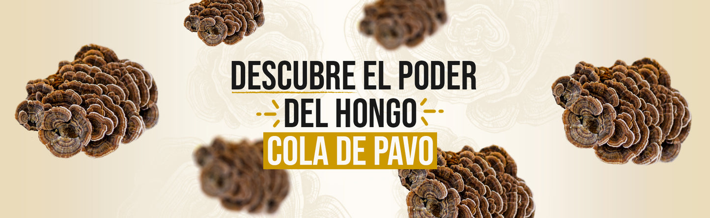 Descubre el Poder del Hongo Cola de Pavo: Tu Aliado para un Sistema Inmunológico Fuerte y Más