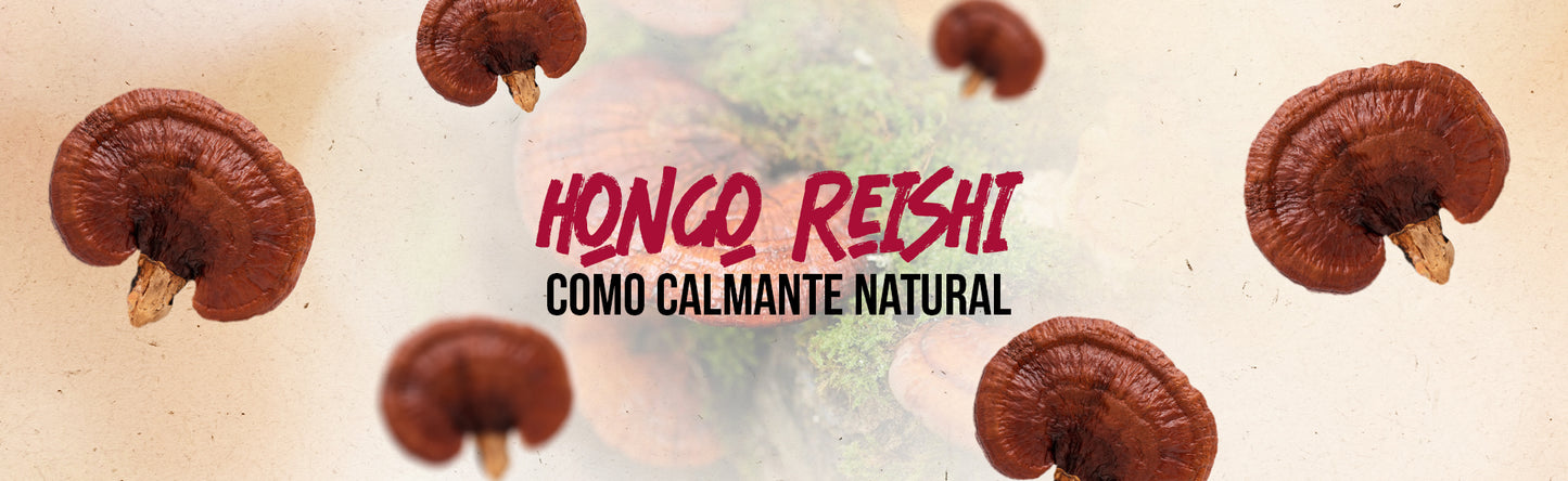 El Reishi Como Calmante Natural: Combate el Insomnio y el Estrés Diario
