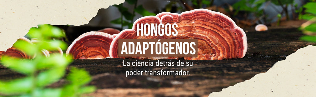 Hongos Adaptógenos: La Ciencia Detrás de Su Poder Transformador