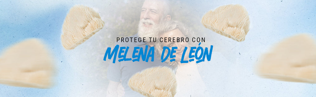 Protege tu cerebro mientras envejeces con melena de león