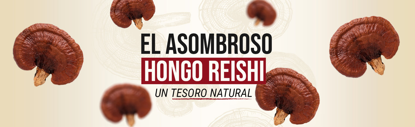 El Asombroso Hongo Reishi: Un Tesoro Natural