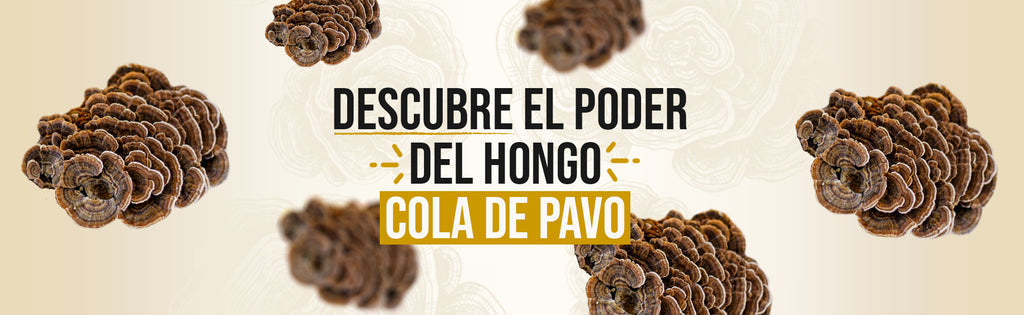 Descubre el Poder del Hongo Cola de Pavo: Tu Aliado para un Sistema Inmunológico Fuerte y Más