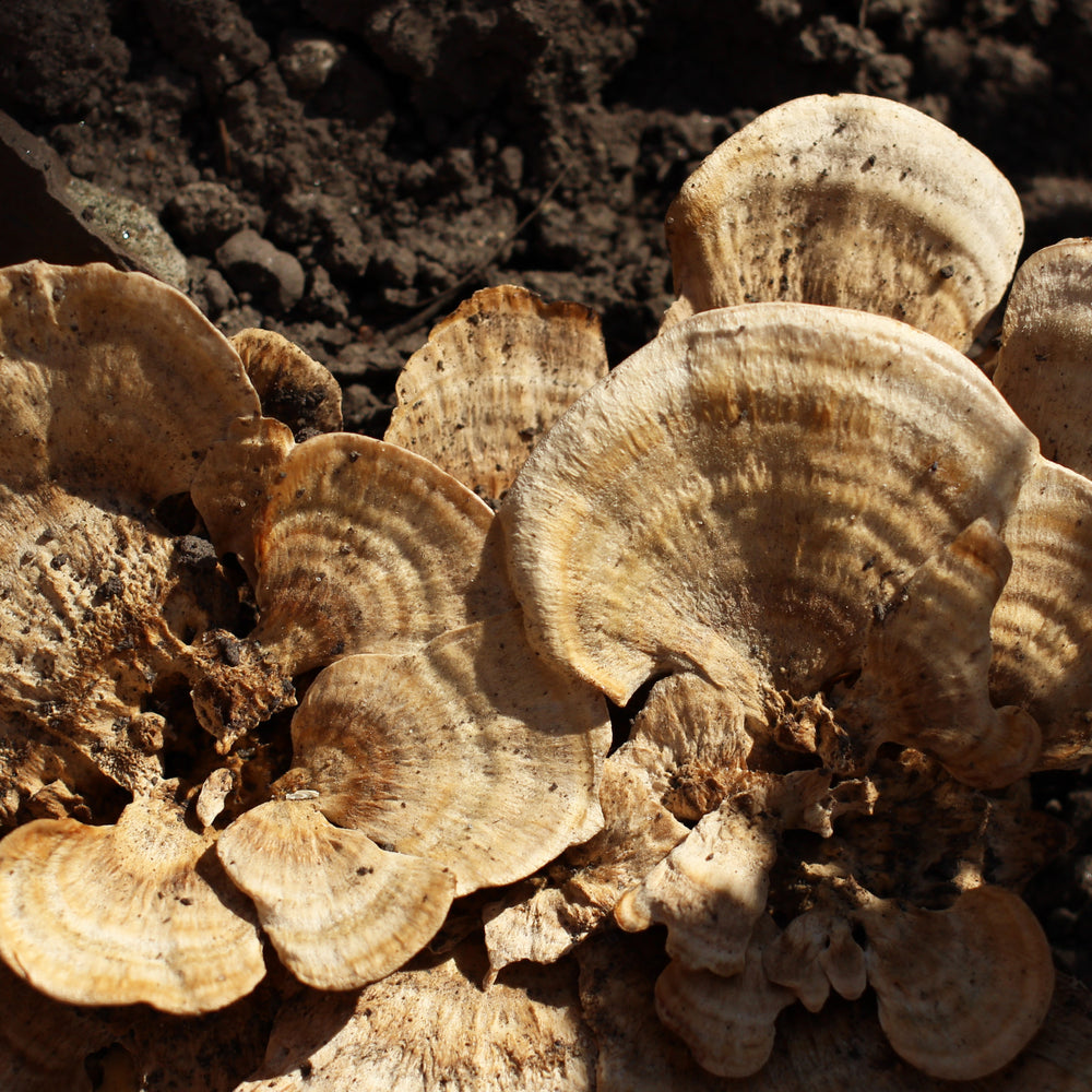 Descubre el Poder de los Hongos Funcionales con NewPharma
