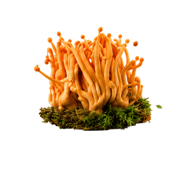 Cordyceps