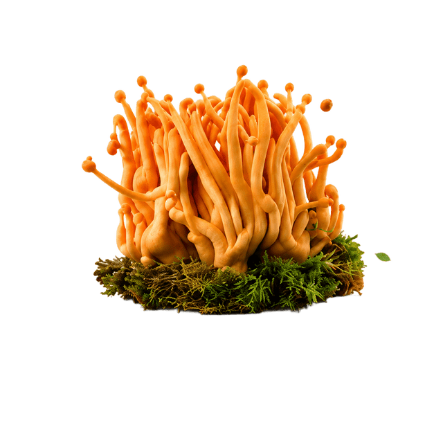 Cordyceps