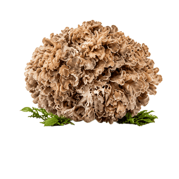 Maitake
