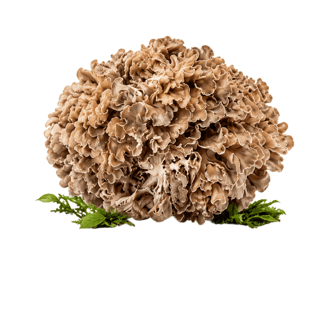 Maitake