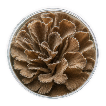 Maitake