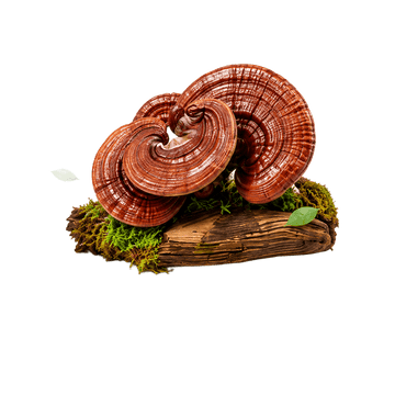 Reishi