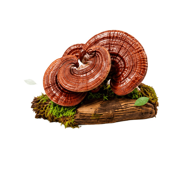 Reishi